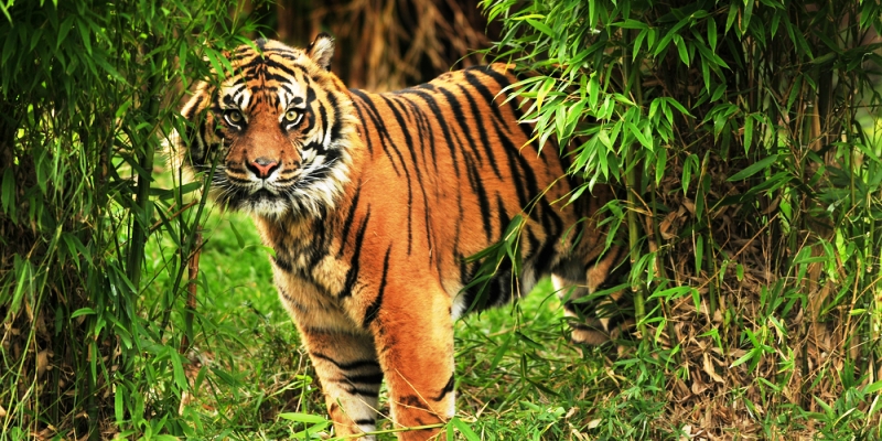 sundarbans-offroad-bangladesh